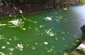 canal slime