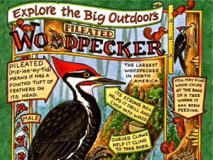 woodpecker new hope free press narrow