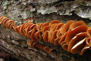 mushrooms on log (1)