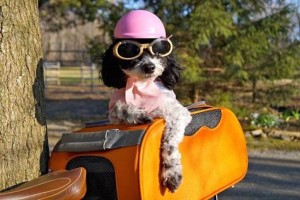 Petunia, a four-year-old Jackapoo, has accompanied her mom on two different cross-country cycling trips.