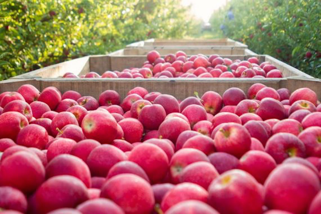 Apple Picking Season Starting at Solebury Orchards New Hope Free Press