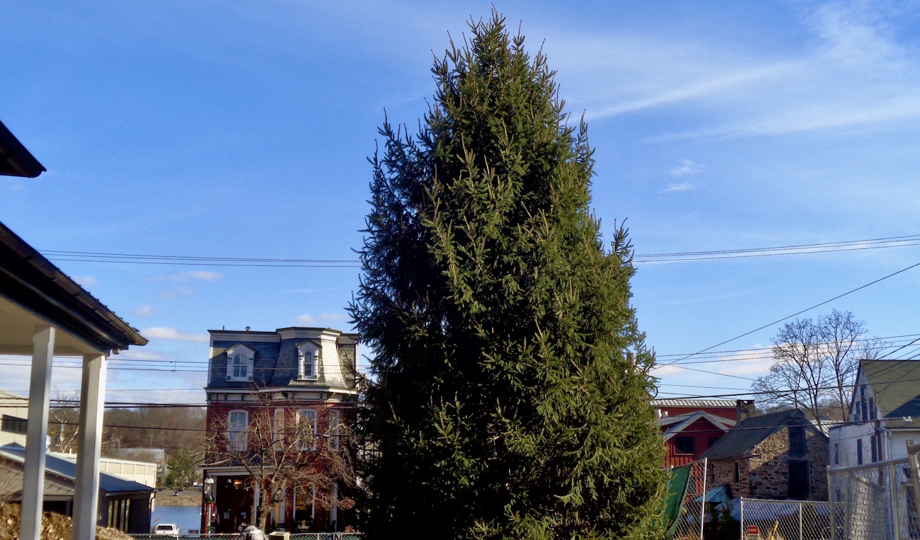 New Christmas pine tree planted at Logan Inn in New Hope New Hope Free Press