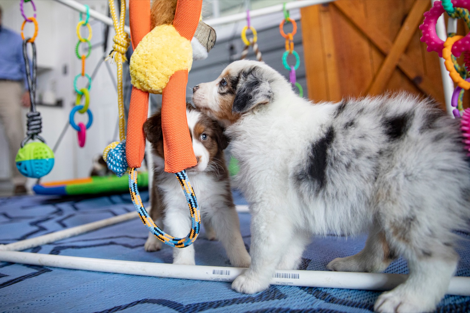 Pet Registrations Required For Lambertville New Hope Free Press